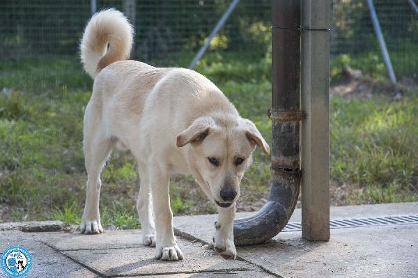 Paride, il cagnolino che profuma di campagna Foto 4
